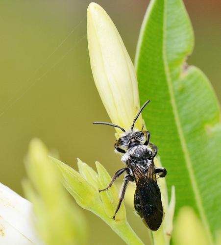 Réf. 255 729 : Andrena agilissima